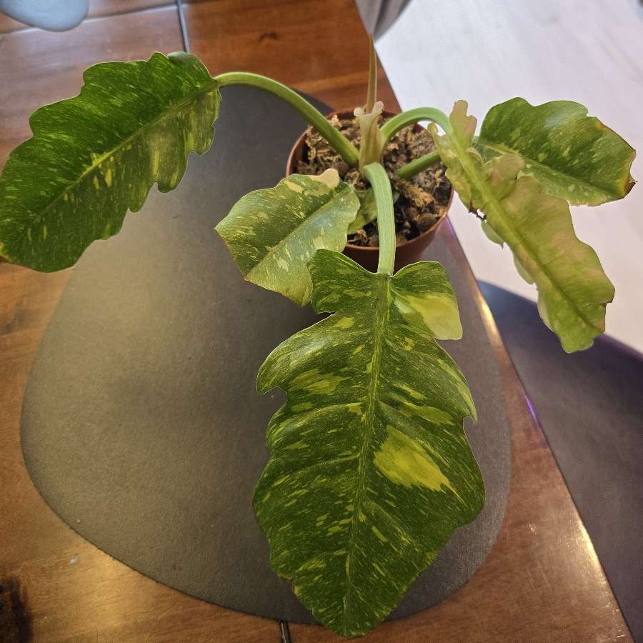 Philodendron ring of fire