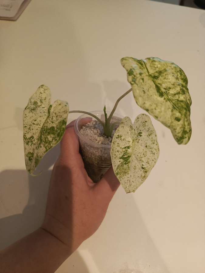 Alokazja Odora Batik Varie 2