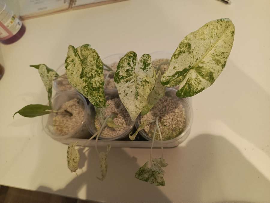 Alokazja Odora Batik Varie 3