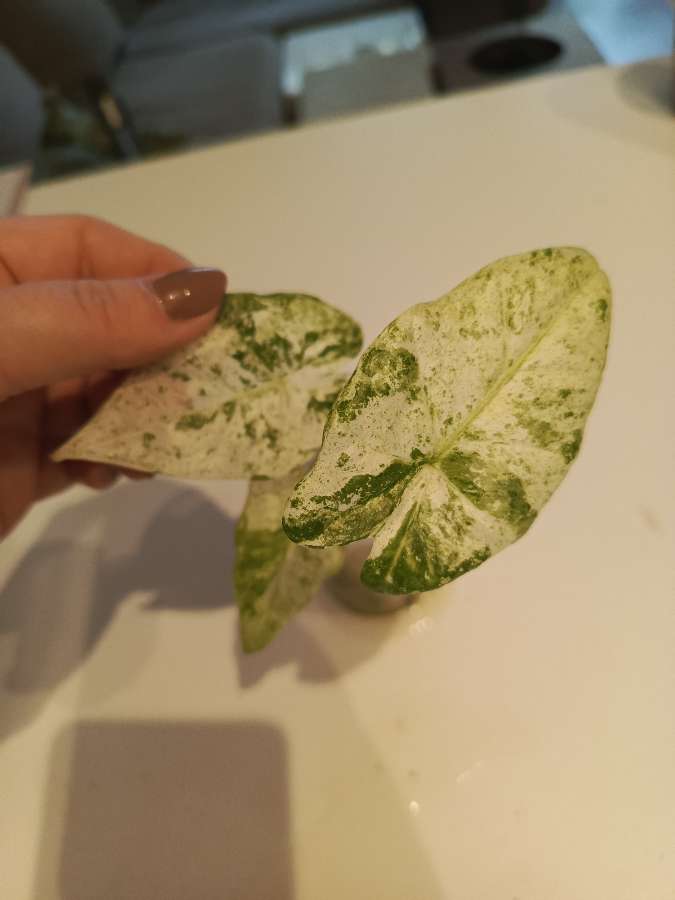 Alokazja Odora Batik Varie 4