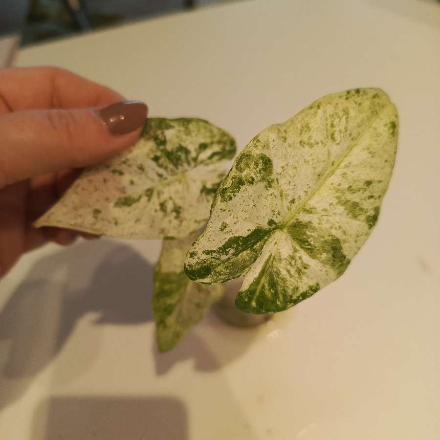 Alokazja Odora Batik Varie