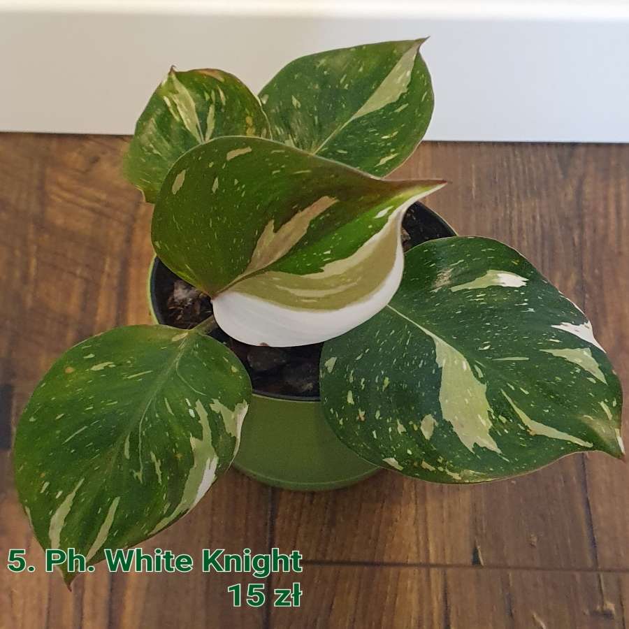 Philodendron White Knight