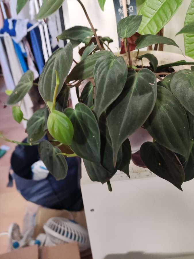 Filodendron micans szczepki 2