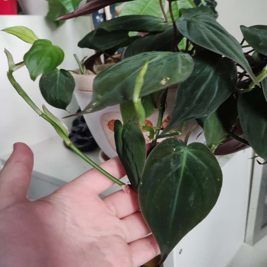 Filodendron micans szczepki