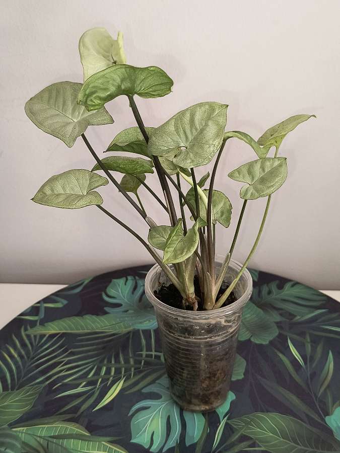 Syngonium silver prarls 4