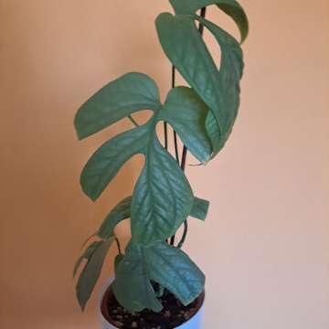 Amydrium medium 'Silver'