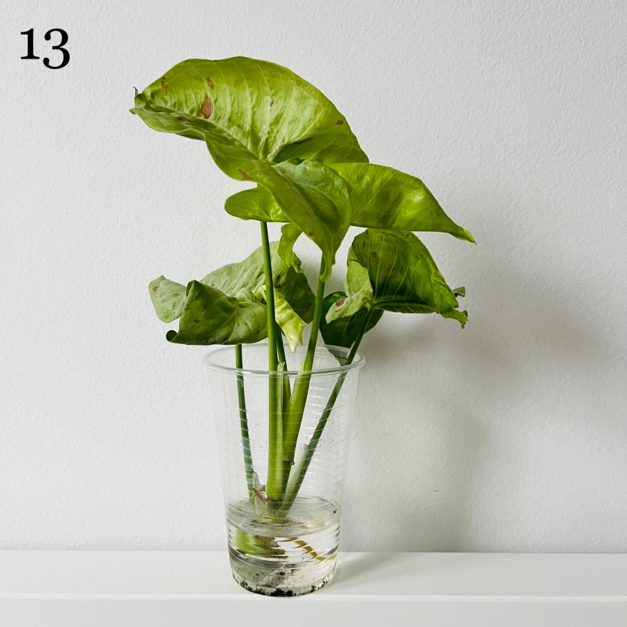 Syngonium Confetti 2