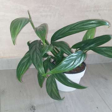 Epipremnum Amplissimum silver
