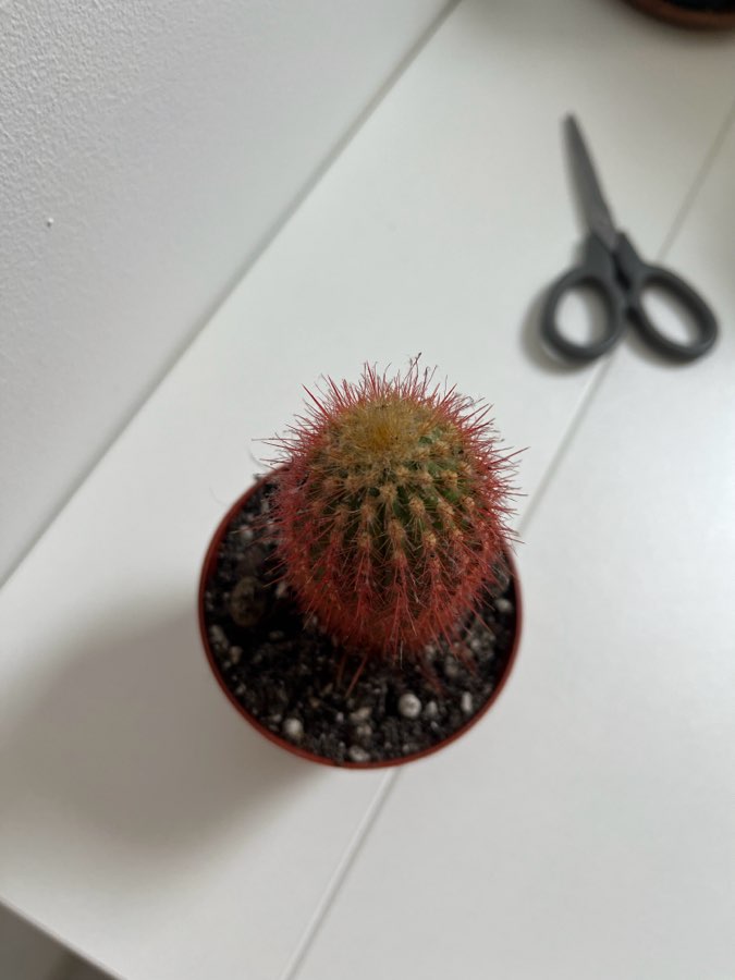 Kaktus grusonii Rainbow 2