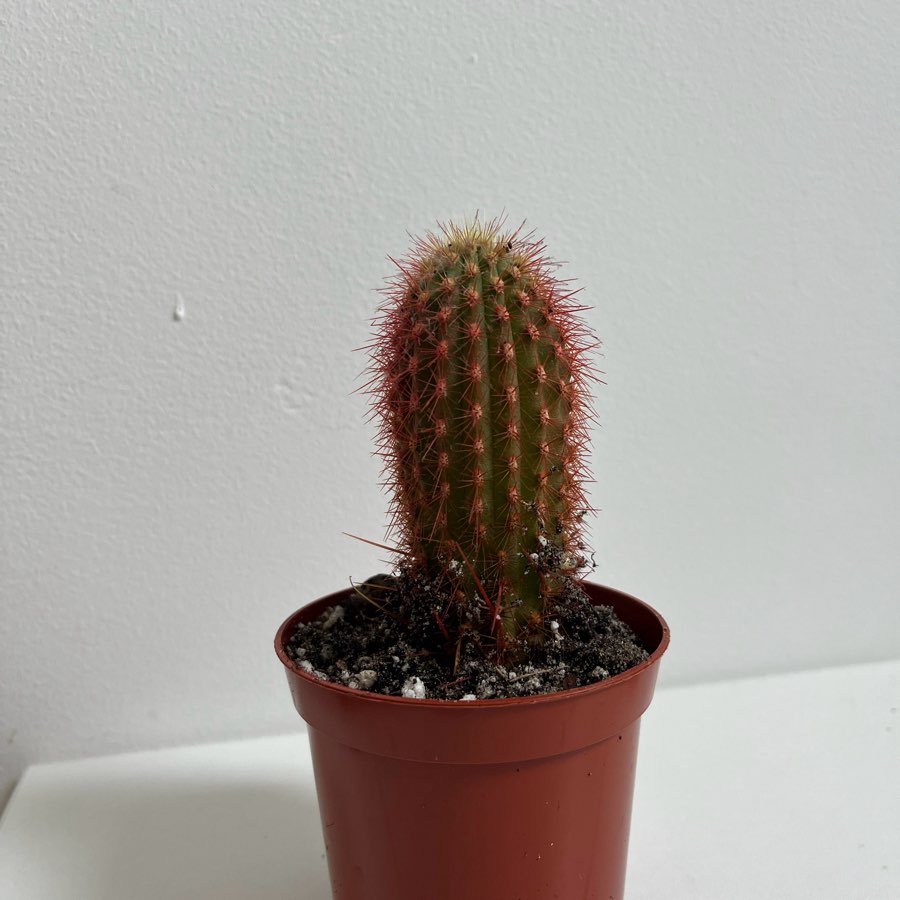 Kaktus grusonii Rainbow