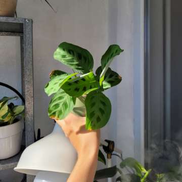 Maranta leucomeura
