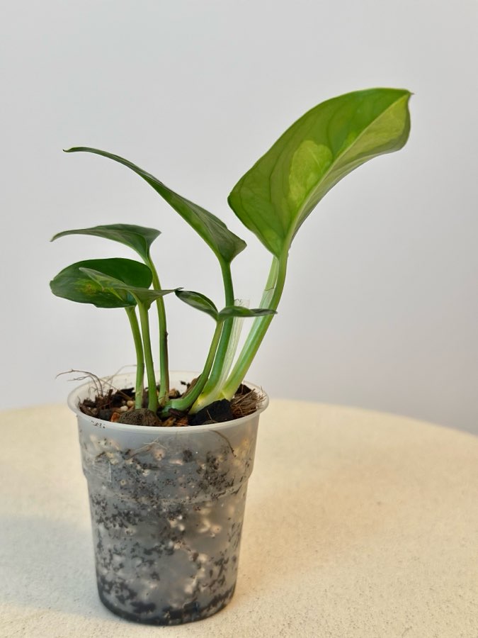 Epipremnum Global Green nr 4 4