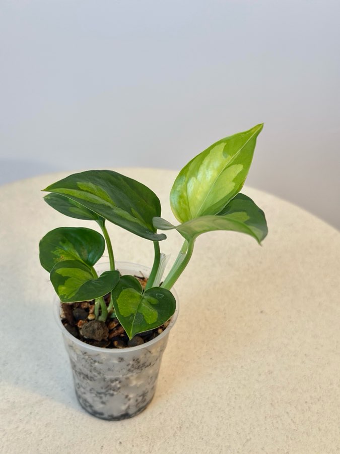 Epipremnum Global Green nr 4 3