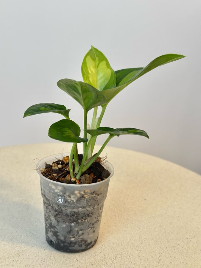 Epipremnum Global Green nr 4 2