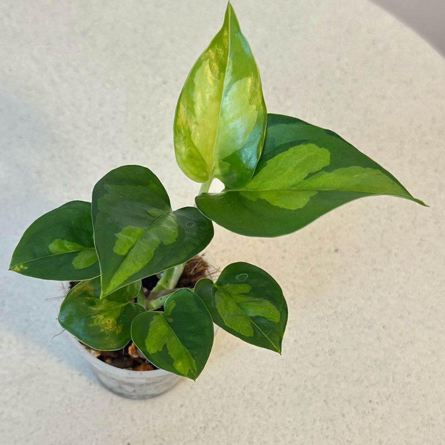 Epipremnum Global Green nr 4