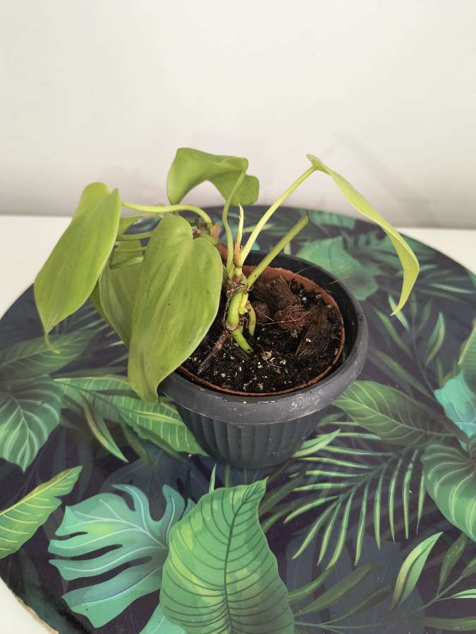 Philodendron lemon lime 3