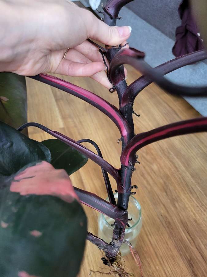 Philodendron pink princess 3