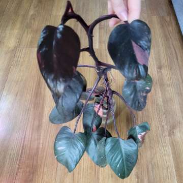 Philodendron pink princess