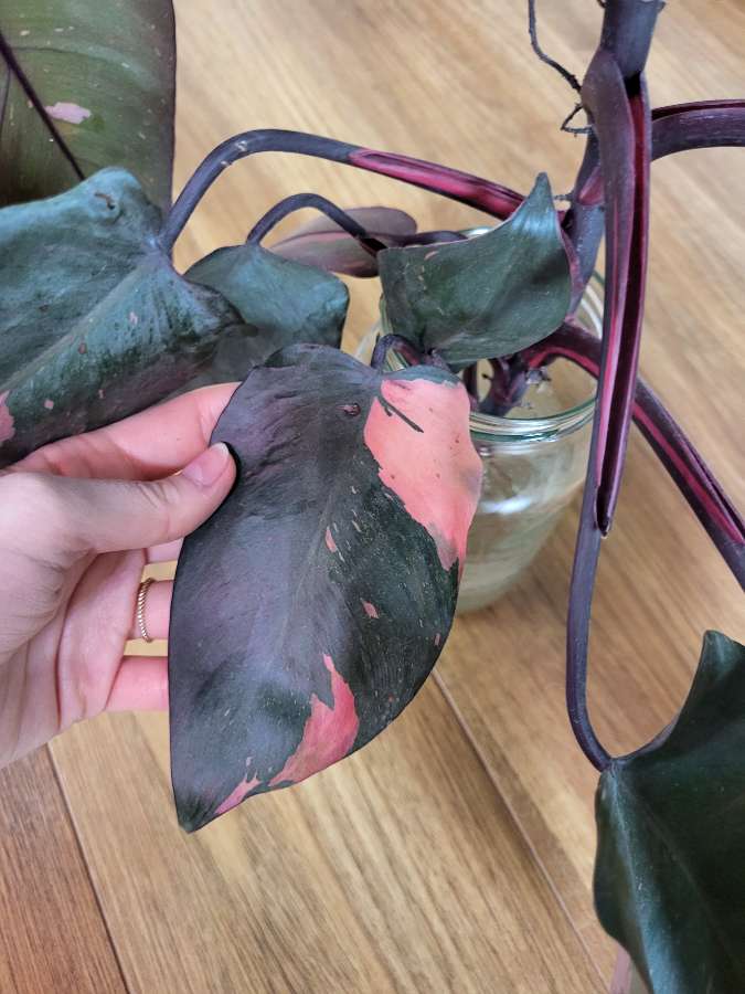 Philodendron pink princess 2