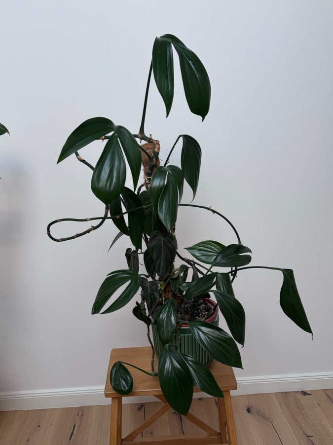 Philodendron dragon tail i melonochrysum 4