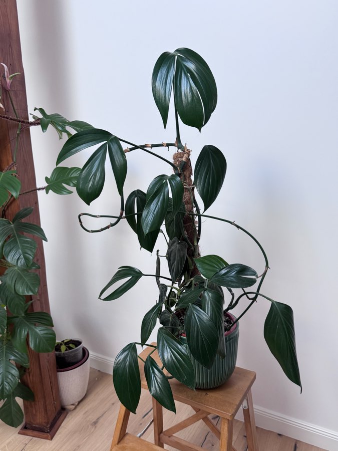 Philodendron dragon tail i melonochrysum 2