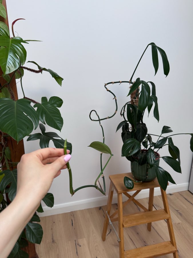 Philodendron dragon tail i melonochrysum 3