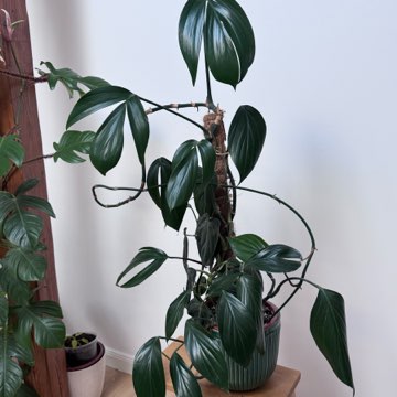 Philodendron dragon tail i melonochrysum