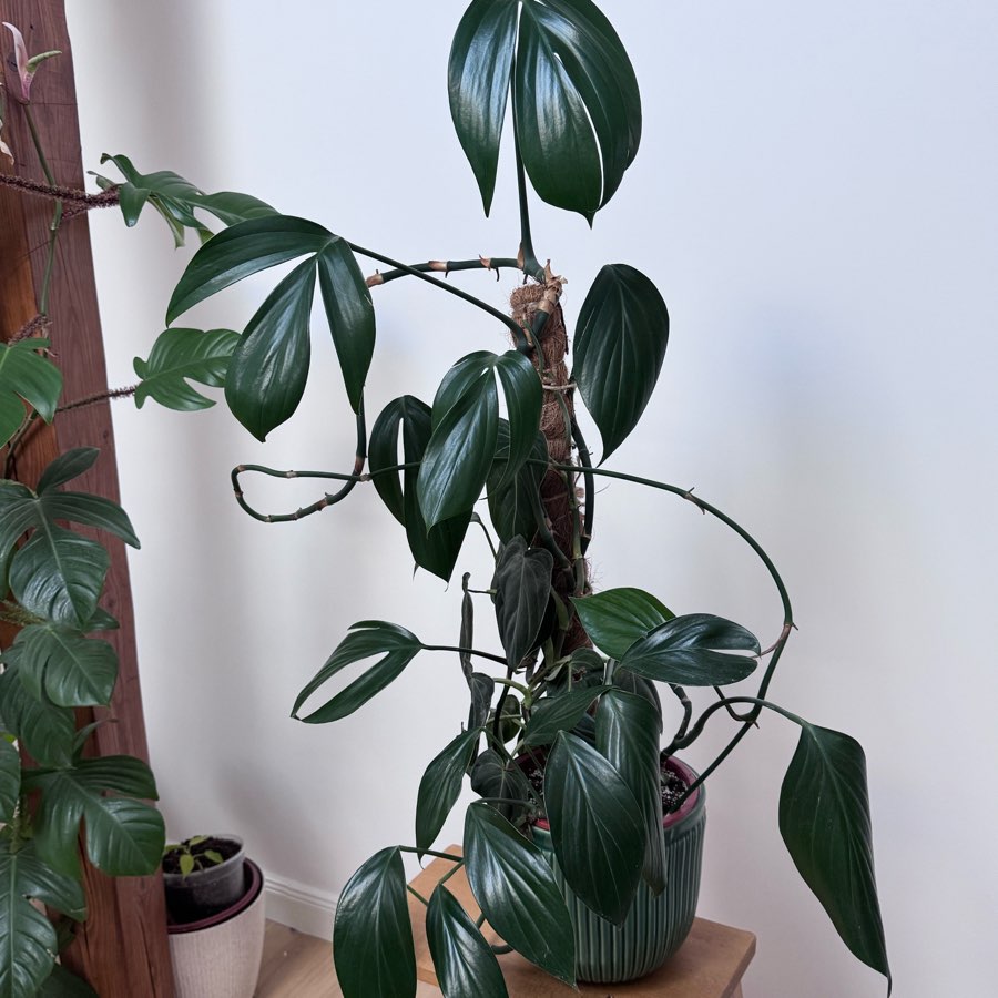 Philodendron dragon tail i melonochrysum