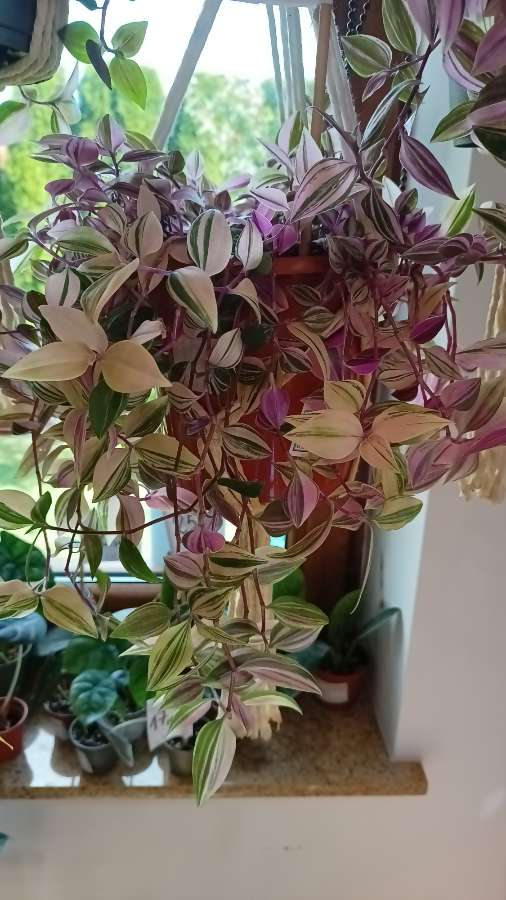 Trzykrotka fluminensis 2