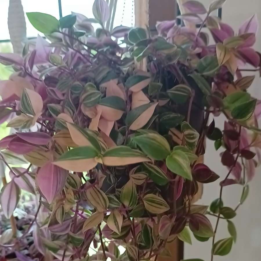 Trzykrotka fluminensis