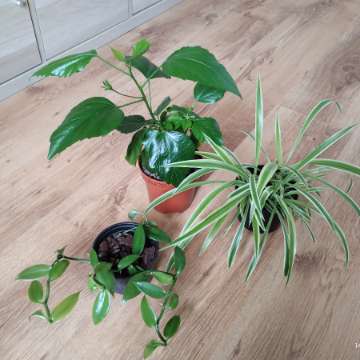 Hibiskus, zielistka, wanilia