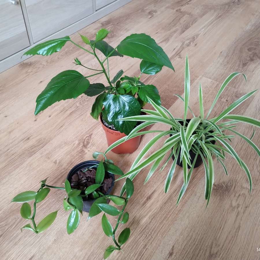 Hibiskus, zielistka, wanilia