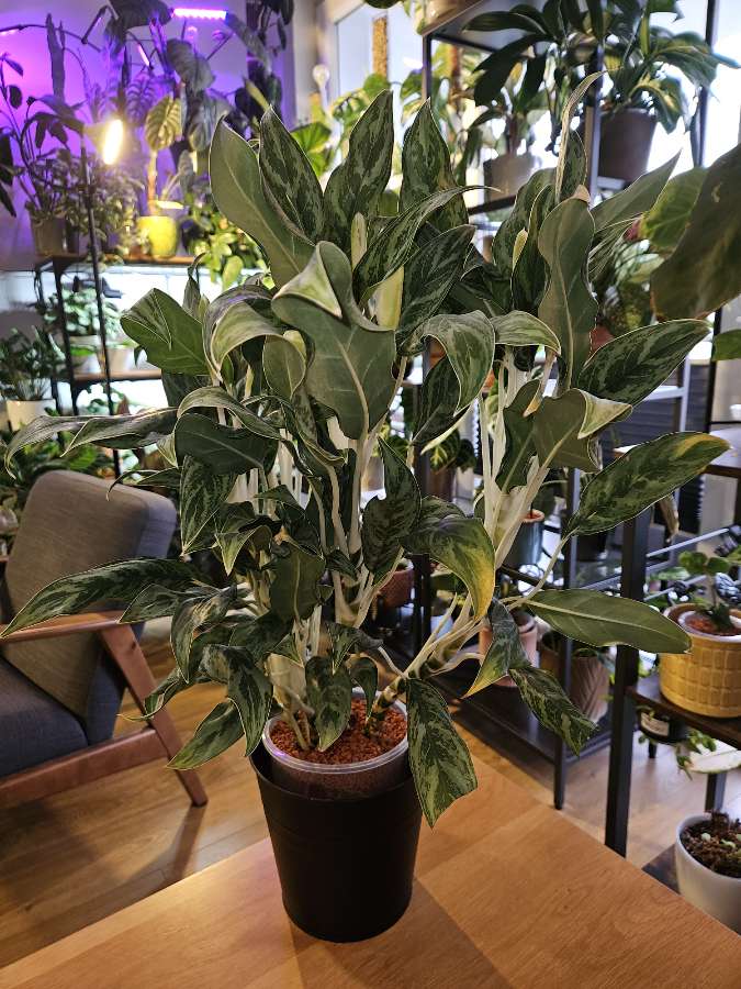 Aglaonema 'Greyhound' 5