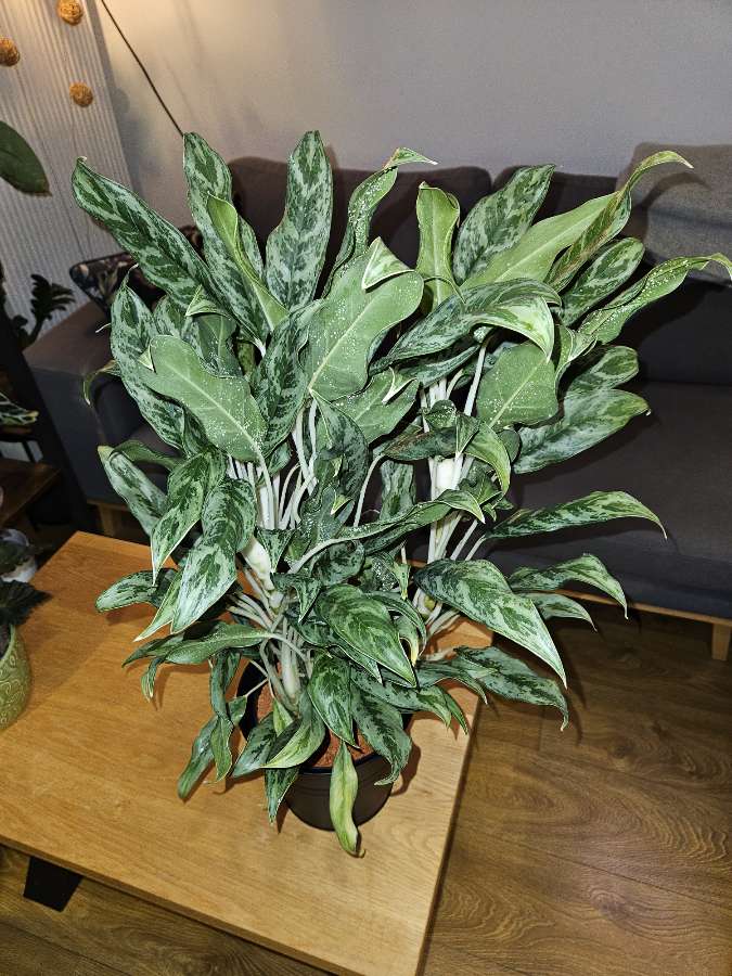 Aglaonema 'Greyhound' 3