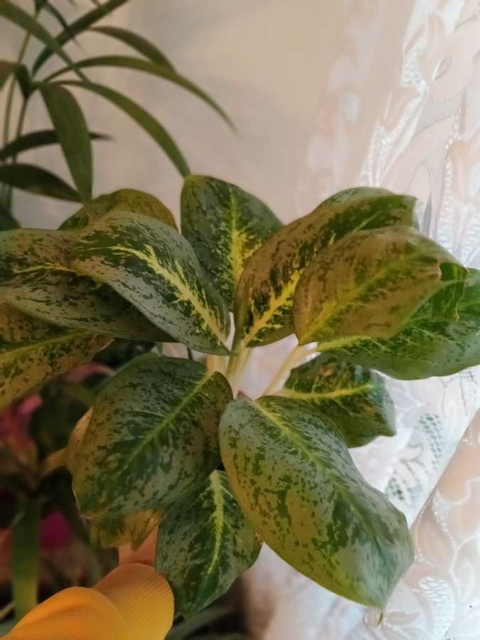 Aglaonema kwiat  2