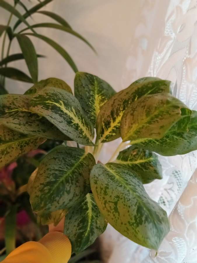 Aglaonema lemon mint 2