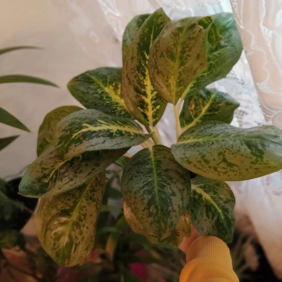 Aglaonema kwiat 