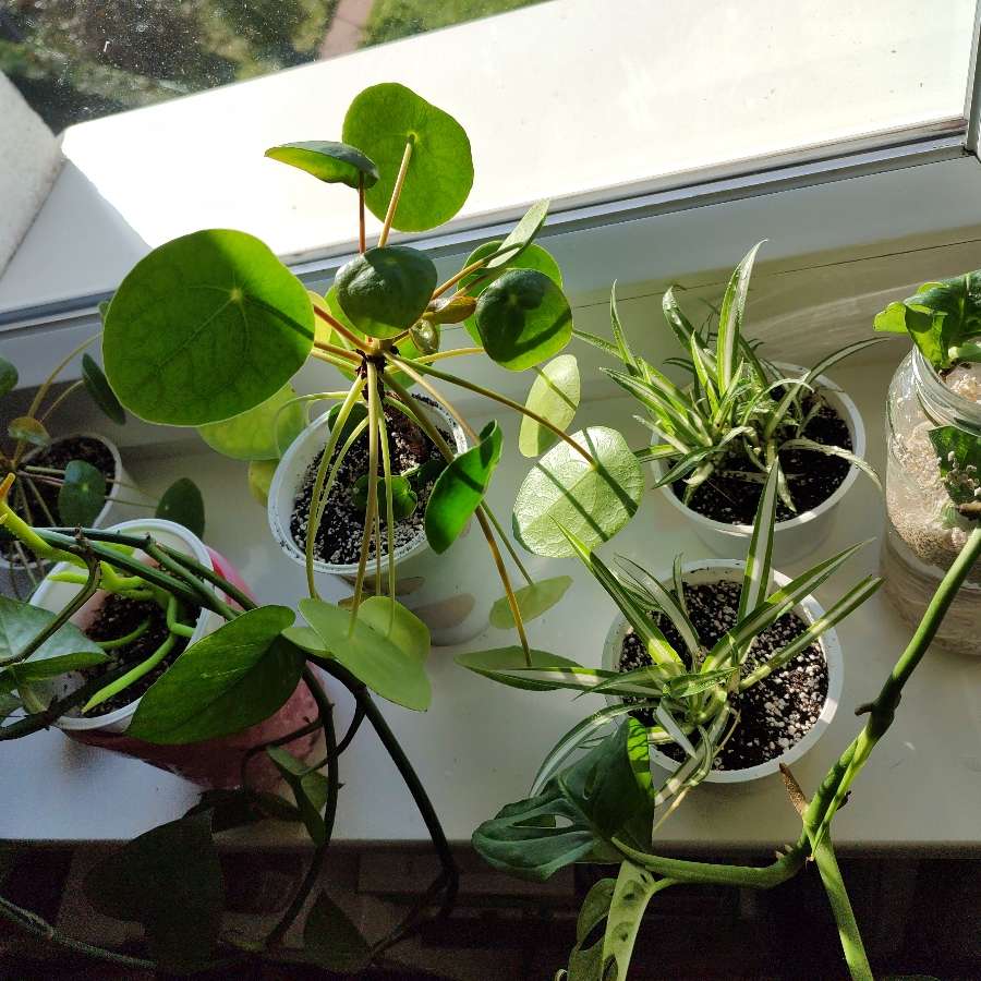 Oddam: pieniążka, epipremnum, zielistkę i montere monkey