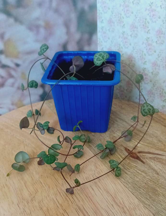 Ceropegia woodii - ukorzeniona sadzonka 2