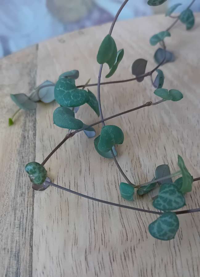 Ceropegia woodii - ukorzeniona sadzonka 3