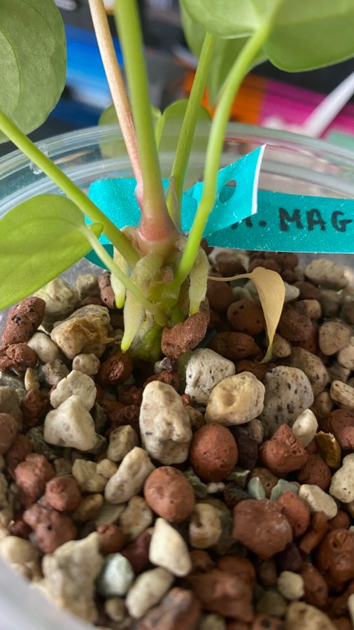 Anthurium Magnificum 5