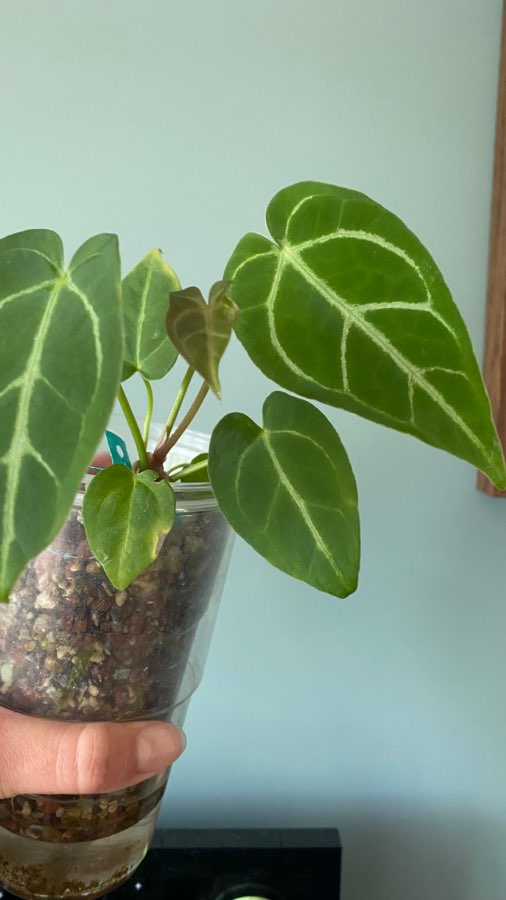 Anthurium Magnificum 2