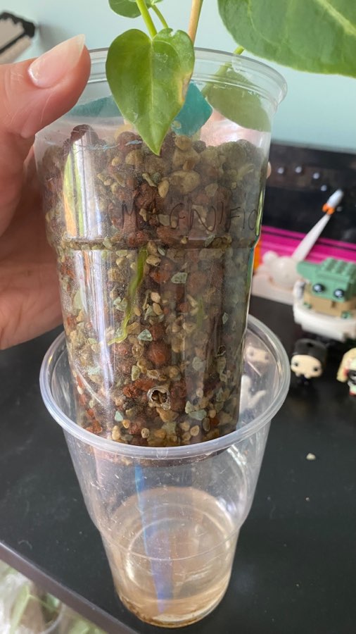 Anthurium Magnificum 4