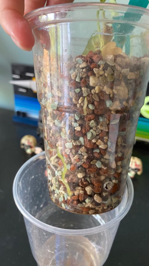 Anthurium Magnificum 3