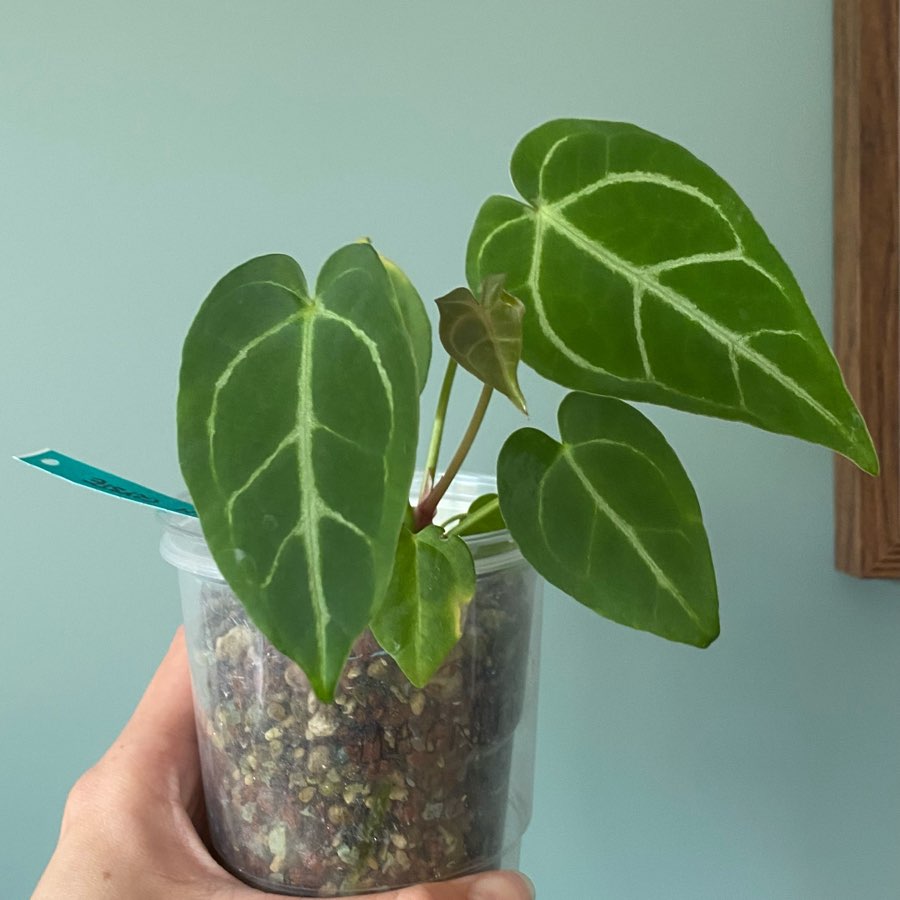 Anthurium Magnificum