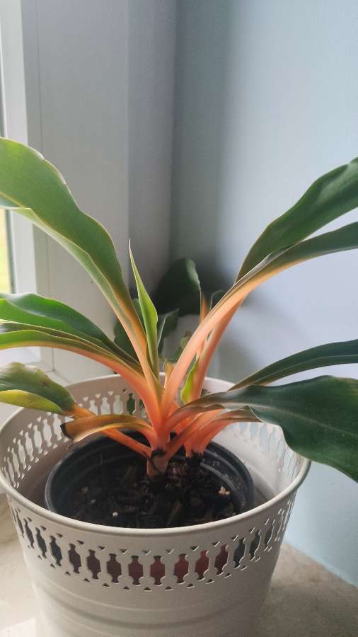 Zielistka green Orange 2