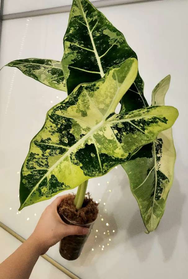 Alokazja micholitziana 'Frydek' variegata 3