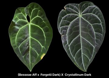 Nasiona Anthurium (Besseae Aff x Forgetii Dark) x Crystallinum Dark