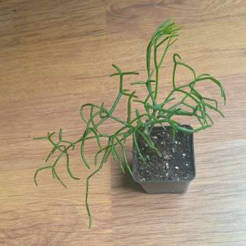 Rhipsalis oasis