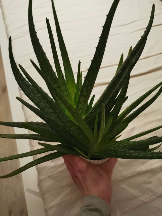 Aloe Vera, aloes 2